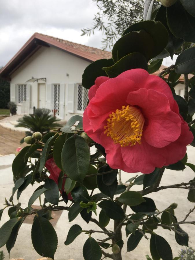 Tenuta Michele Napoli Bagian luar foto